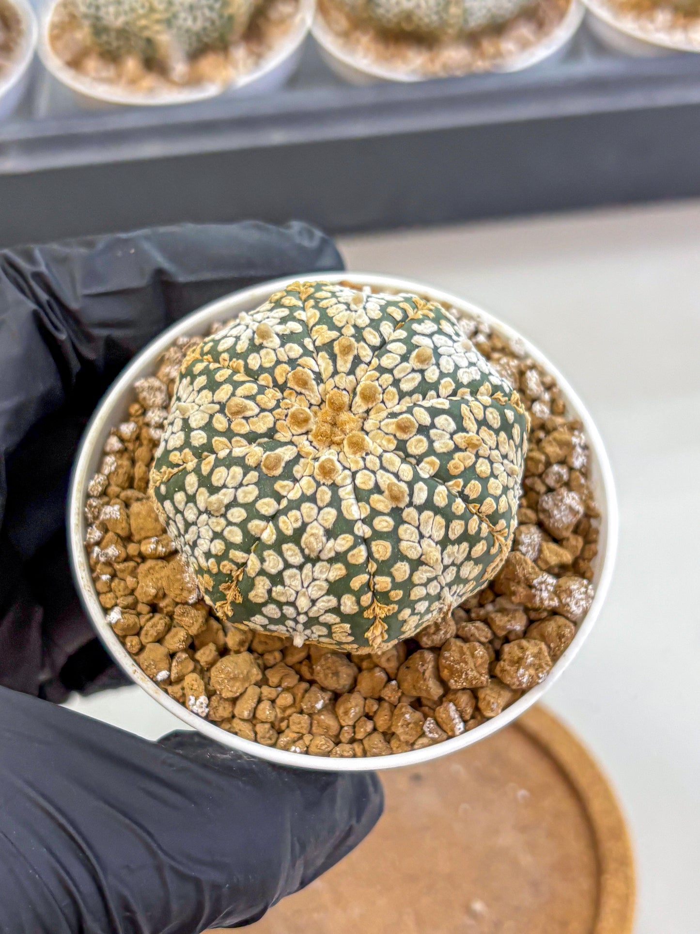 Astrophytum Super Kabuto (at1) (03) | Collection Plant | Rare Cactus
