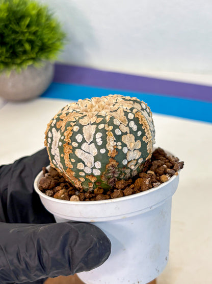 Astrophytum V Type (at4) (03) | Star Cactus