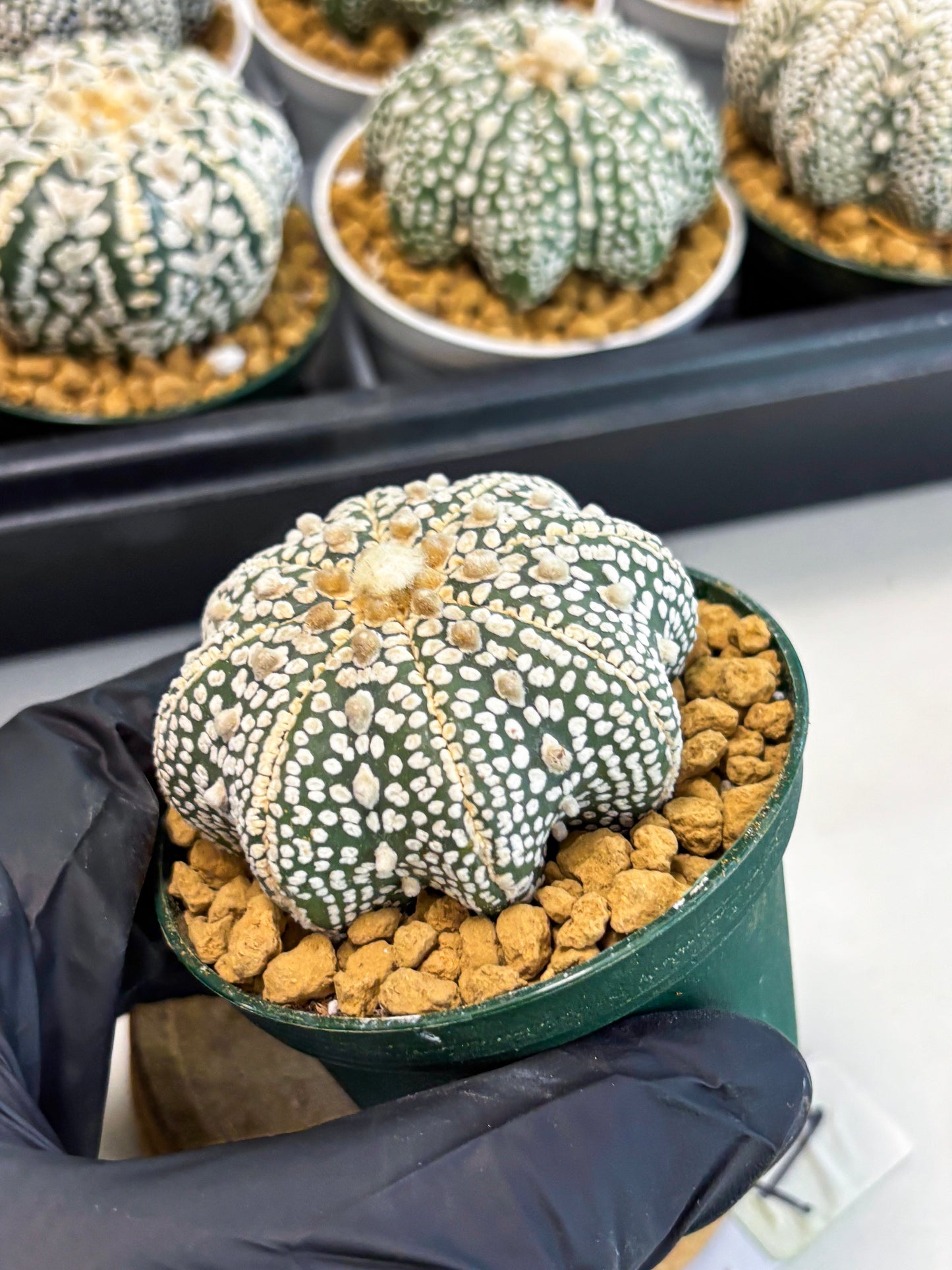 Astrophytum Star Shape (at2) (y1) | Rare Cactus