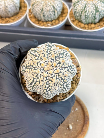 Astrophytum V-Type (at5) (b3) | Star Cactus