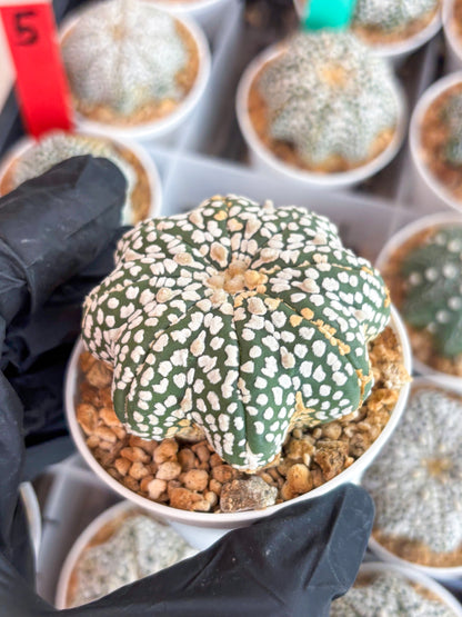 Astrophytum Star Shape (t3) (b5) | 3" Pot