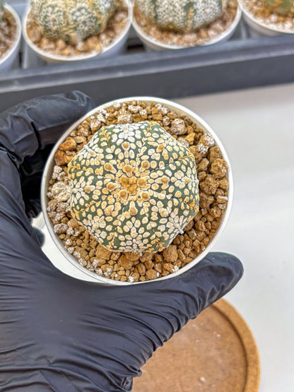 Astrophytum Super Kabuto (at1) (03) | Collection Plant | Rare Cactus