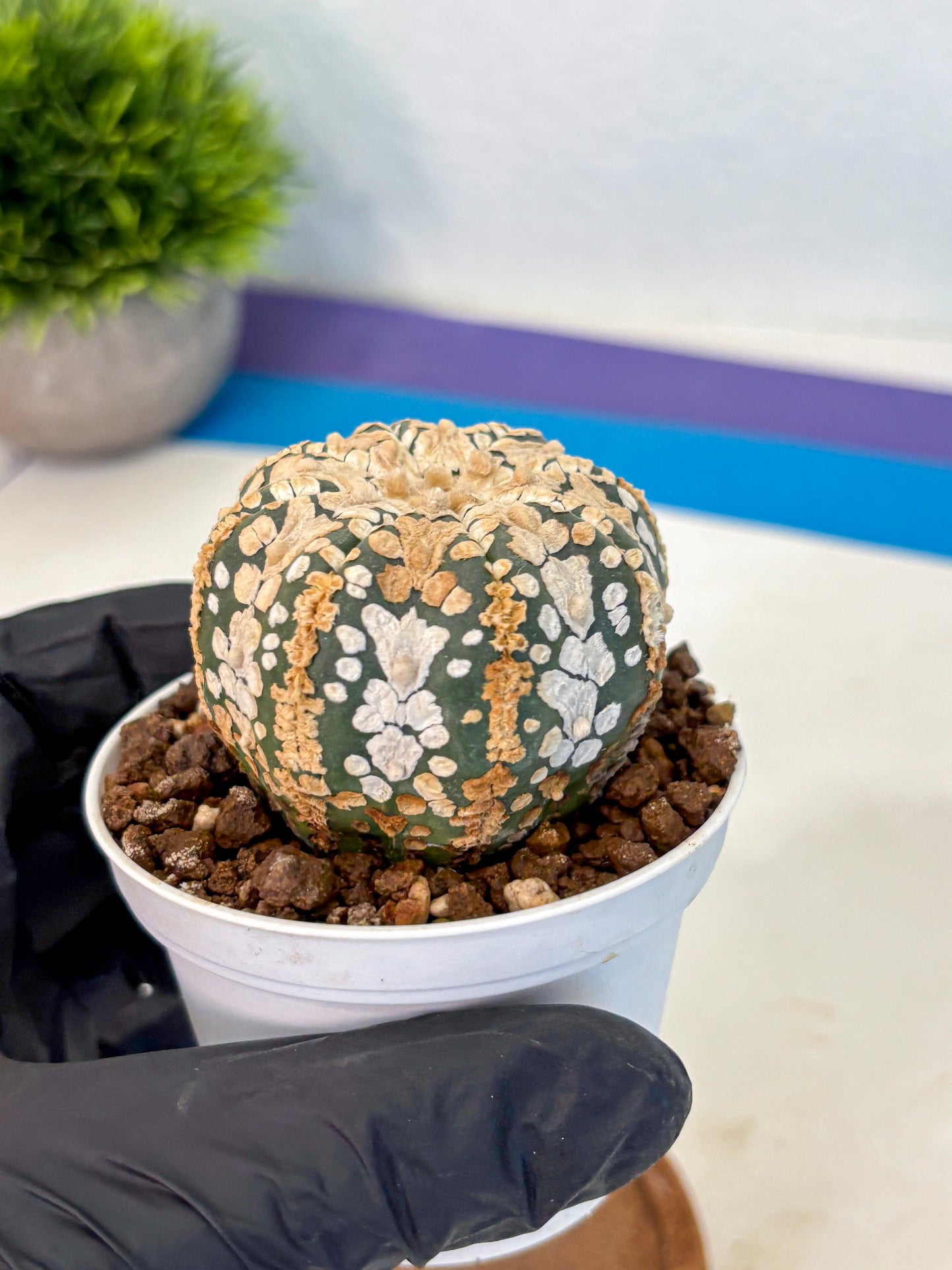 Astrophytum V Type (at4) (03) | Star Cactus