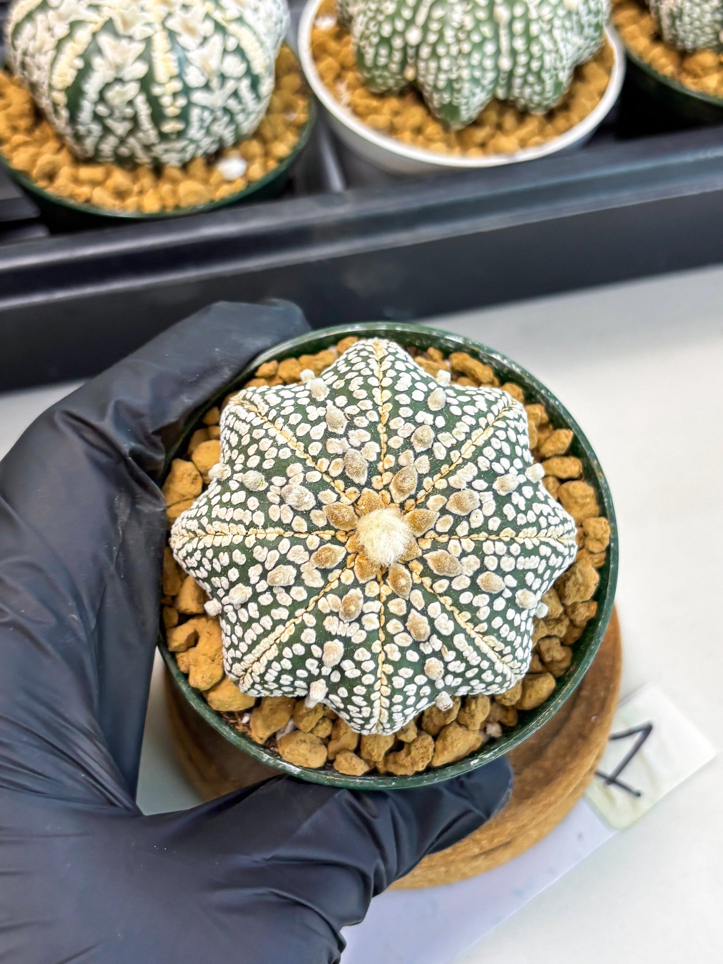 Astrophytum Star Shape (at2) (y1) | Rare Cactus