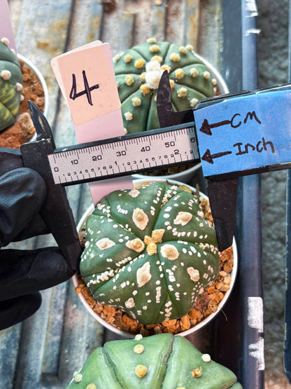 Astrophytum 5-Rib (t10) (b4) | Imported From Japan/korea