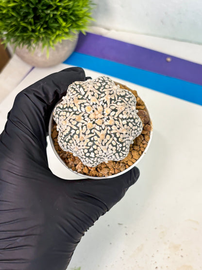 Astrophytum V-Type (at5) (b3) | Star Cactus