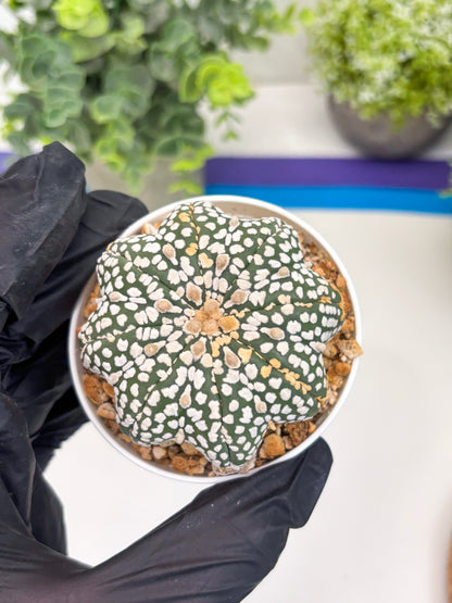 Astrophytum Star Shape (t3) (b5) | 3" Pot