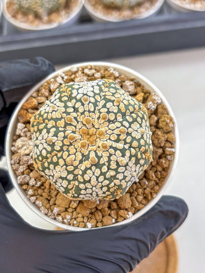 Astrophytum Super Kabuto (at1) (03) | Collection Plant | Rare Cactus