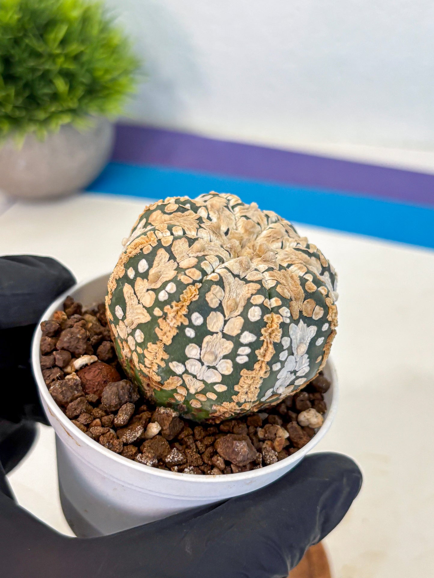Astrophytum V Type (at4) (03) | Star Cactus