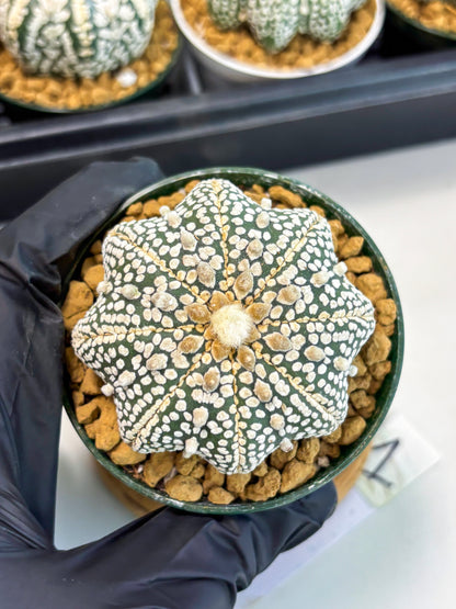 Astrophytum Star Shape (at2) (y1) | Rare Cactus