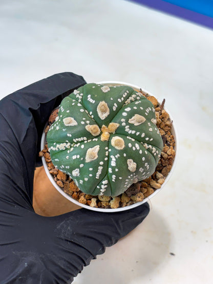 Astrophytum 5-Rib (t10) (b4) | Imported From Japan/korea