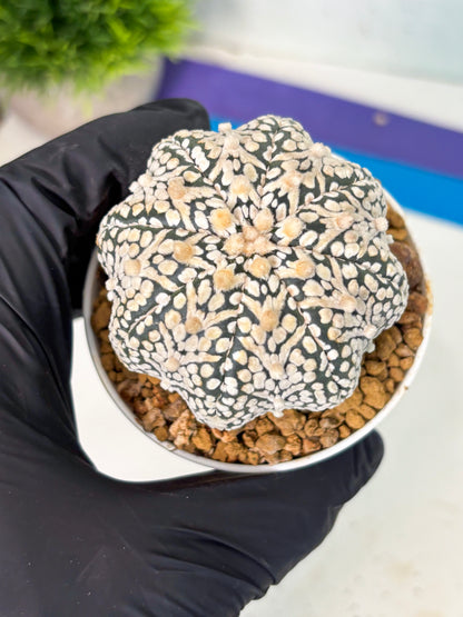 Astrophytum V-Type (at5) (b3) | Star Cactus