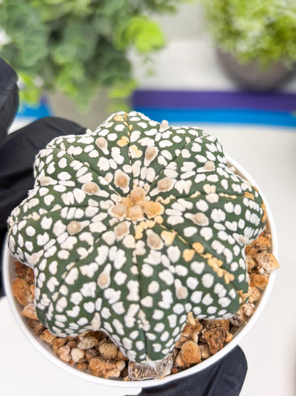 Astrophytum Star Shape (t3) (b5) | 3" Pot