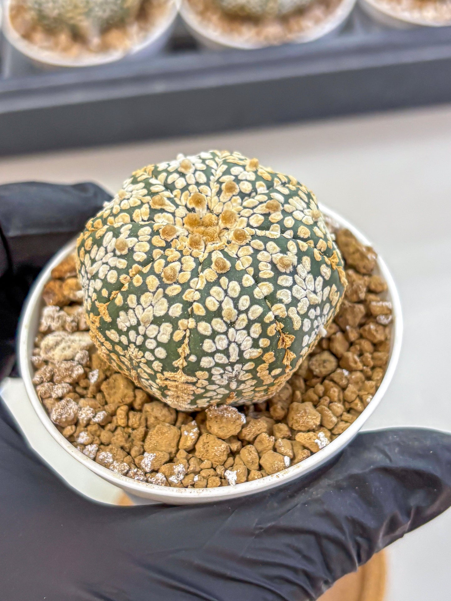 Astrophytum Super Kabuto (at1) (03) | Collection Plant | Rare Cactus