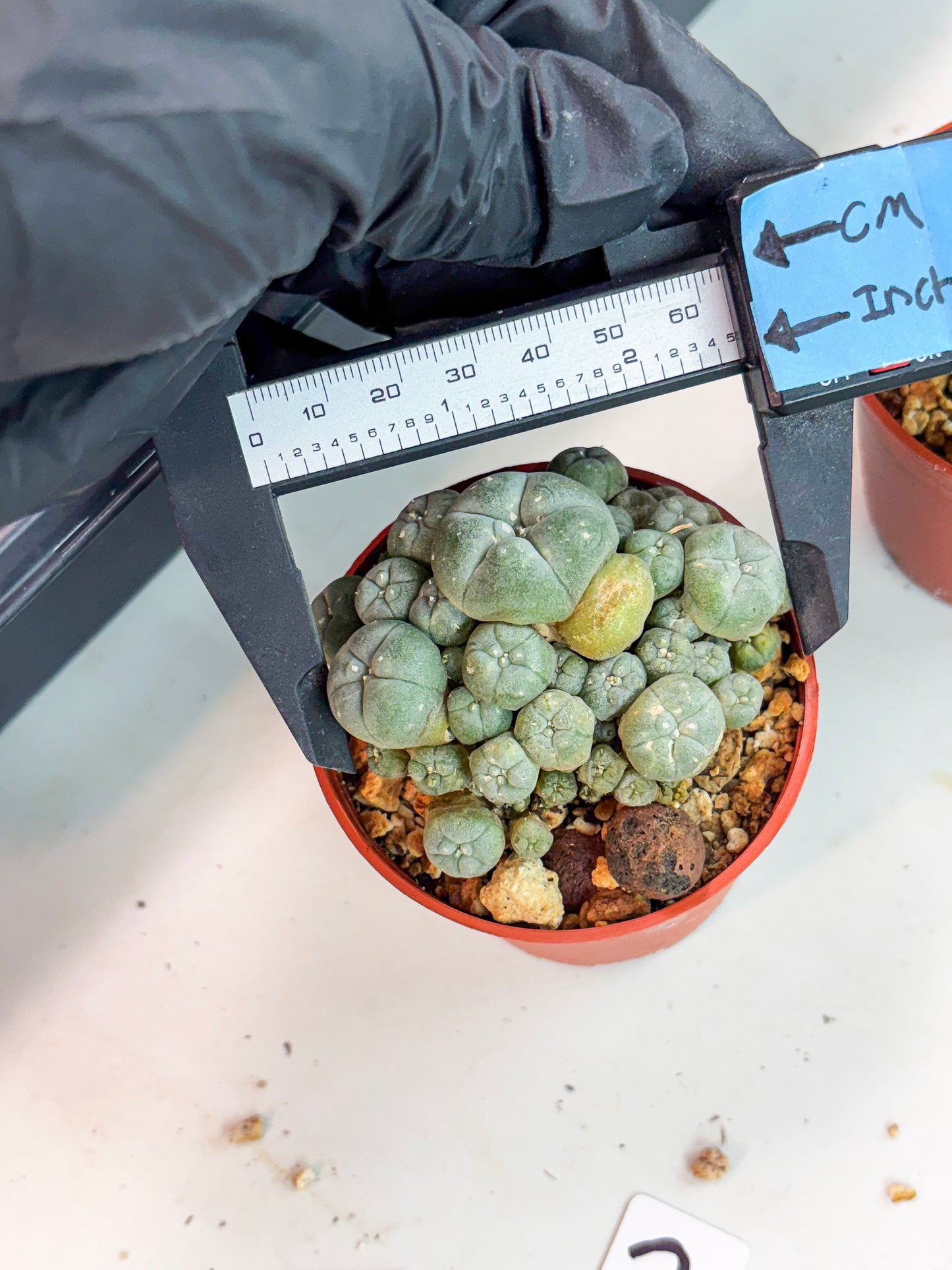 Spineless Cactus (Lo2) (r2) | For Advanced Growers