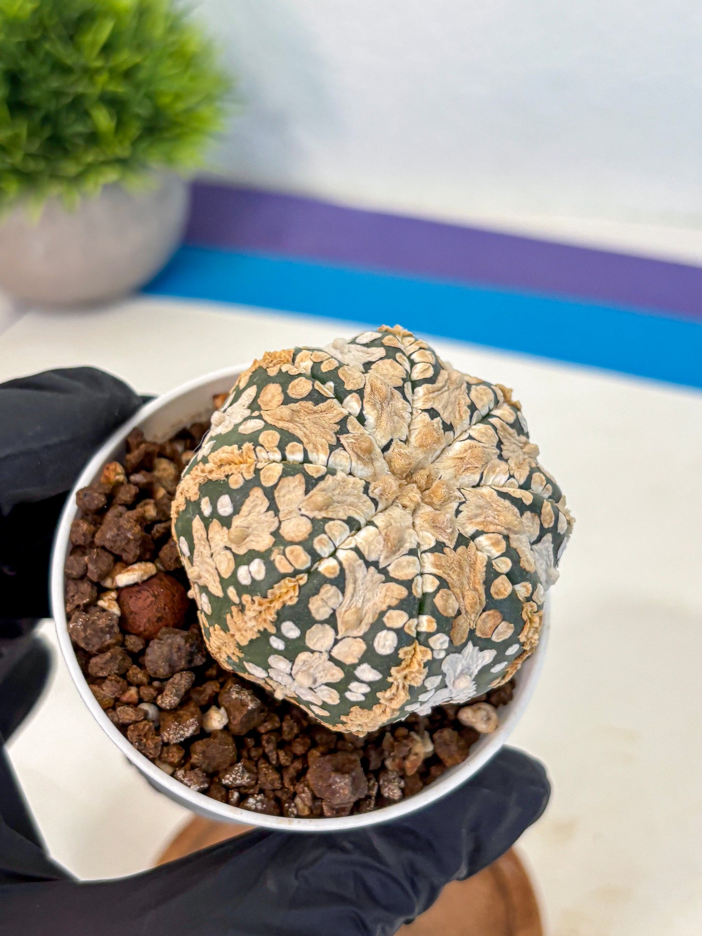 Astrophytum V Type (at4) (03) | Star Cactus