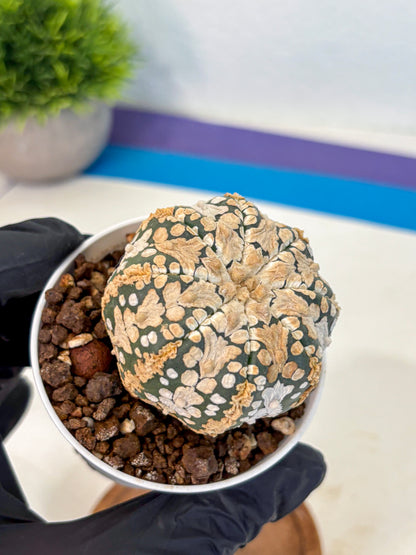 Astrophytum V Type (at4) (03) | Star Cactus