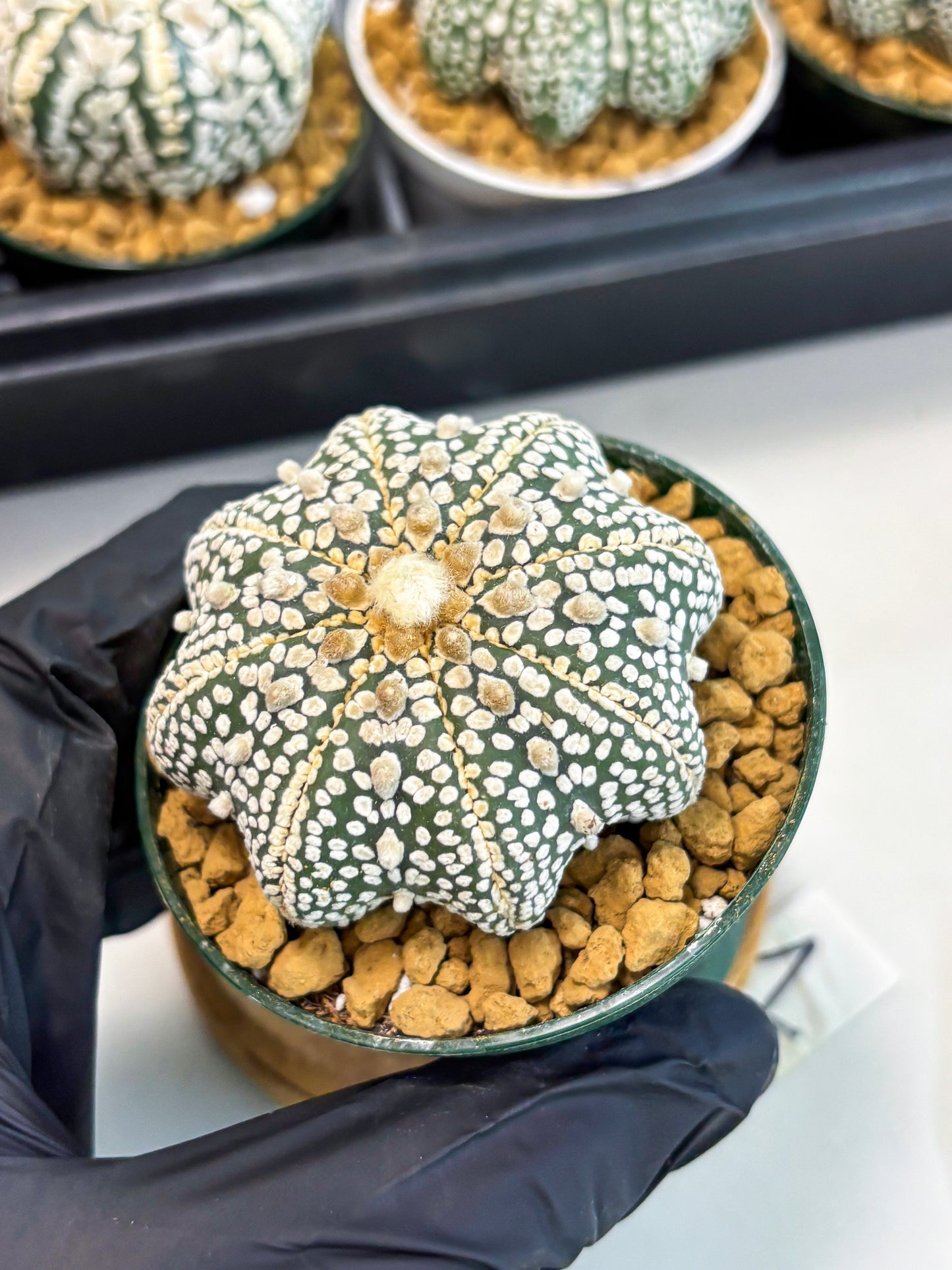 Astrophytum Star Shape (at2) (y1) | Rare Cactus