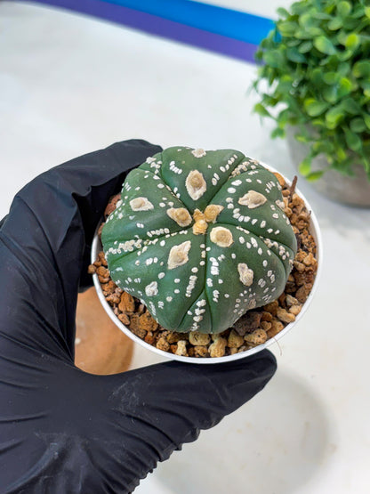 Astrophytum 5-Rib (t10) (b4) | Imported From Japan/korea