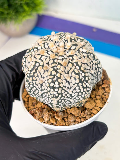 Astrophytum V-Type (at5) (b3) | Star Cactus