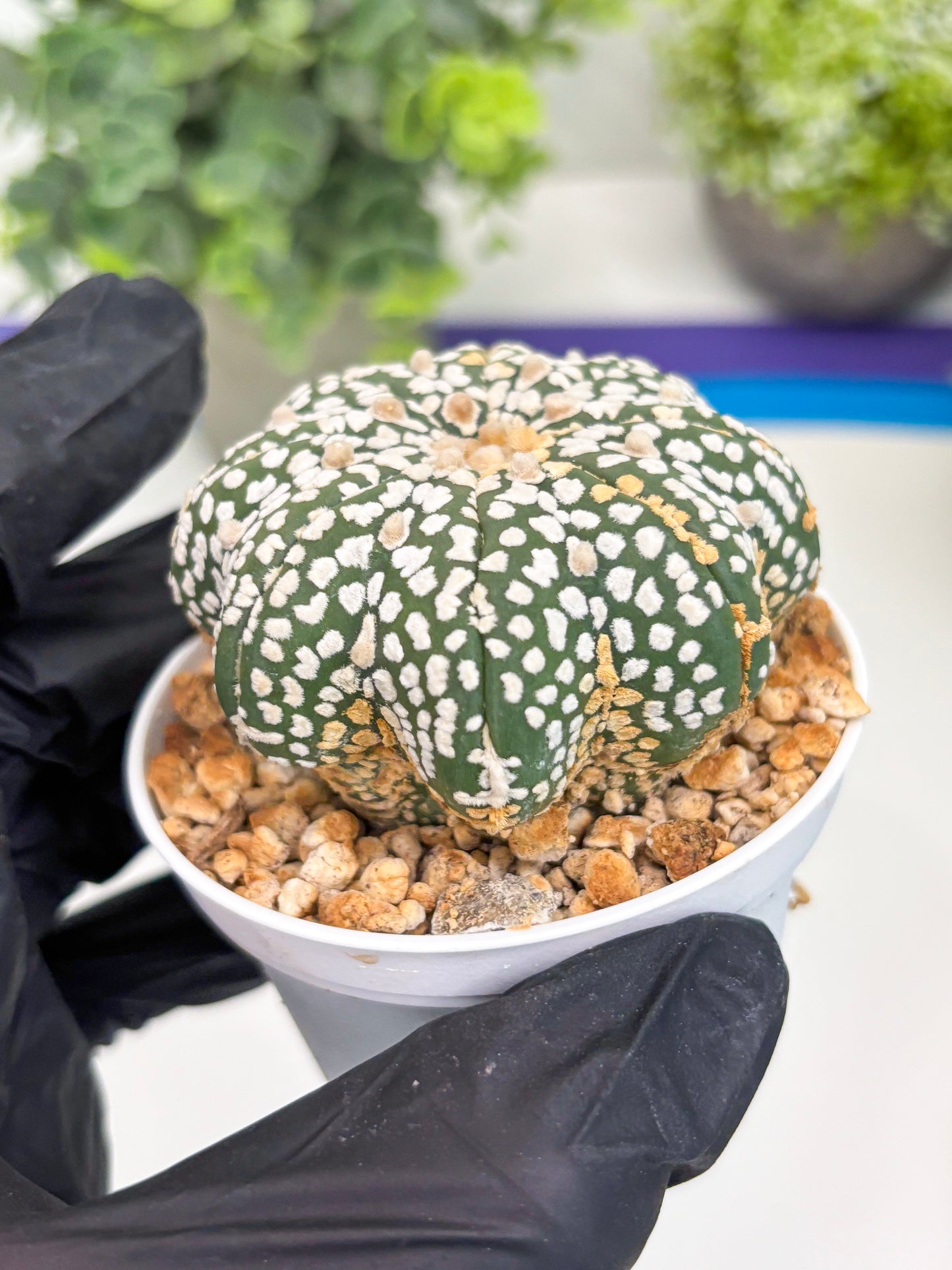 Astrophytum Star Shape (t3) (b5) | 3" Pot