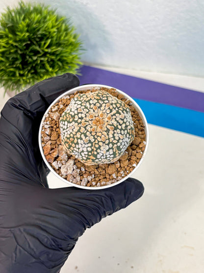 Astrophytum Super Kabuto (at1) (03) | Collection Plant | Rare Cactus