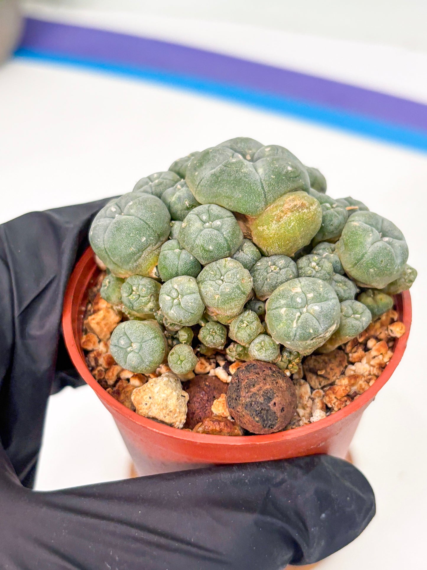 Spineless Cactus (Lo2) (r2) | For Advanced Growers