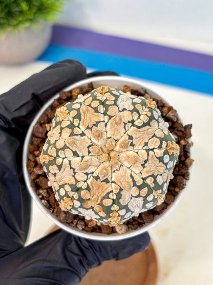 Astrophytum V Type (at4) (03) | Star Cactus