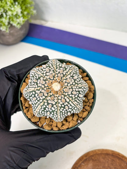 Astrophytum Star Shape (at2) (y1) | Rare Cactus