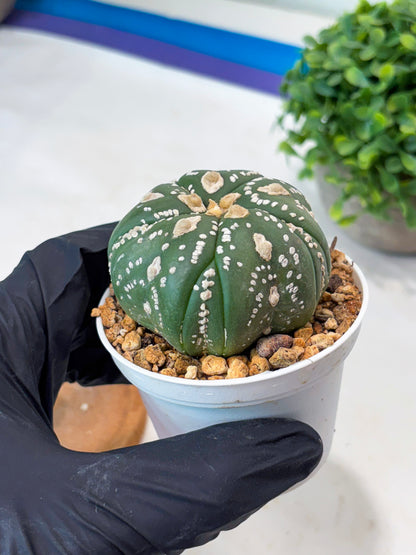 Astrophytum 5-Rib (t10) (b4) | Imported From Japan/korea