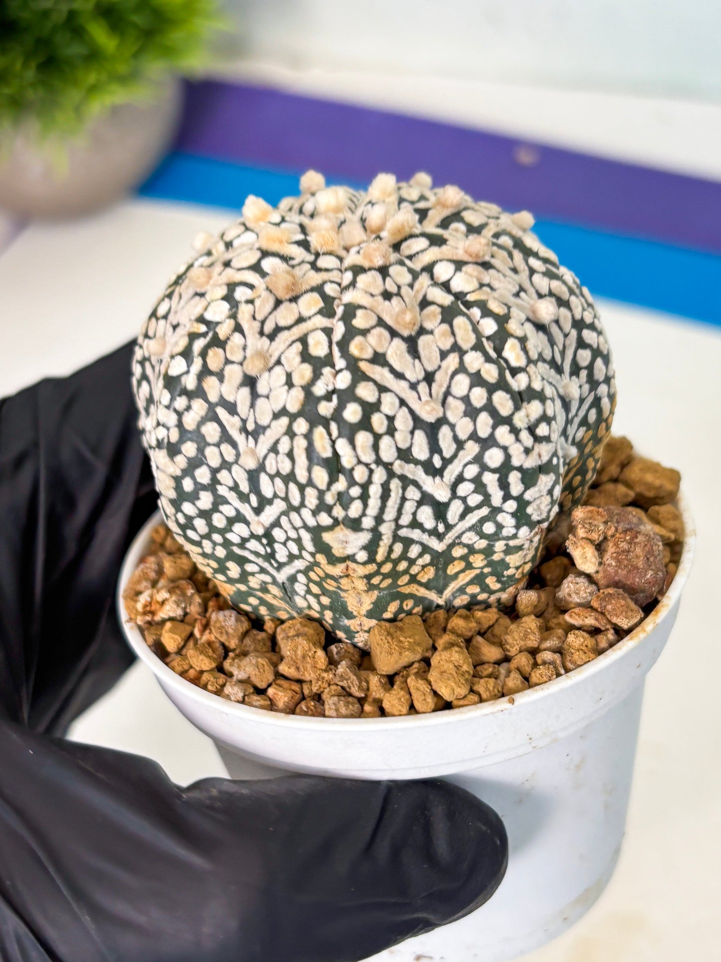 Astrophytum V-Type (at5) (b3) | Star Cactus