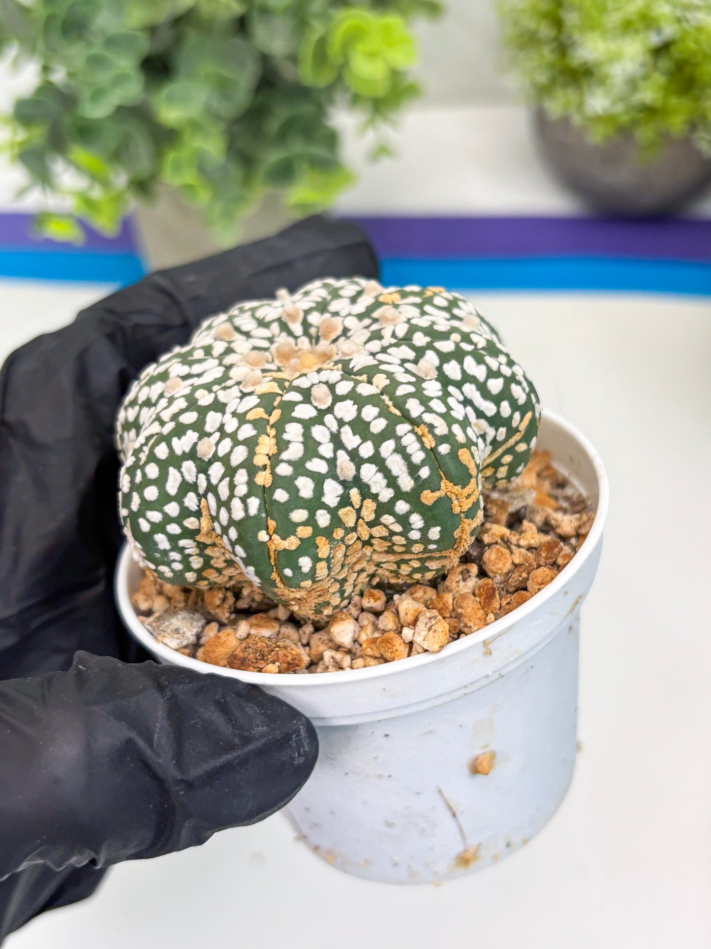 Astrophytum Star Shape (t3) (b5) | 3" Pot