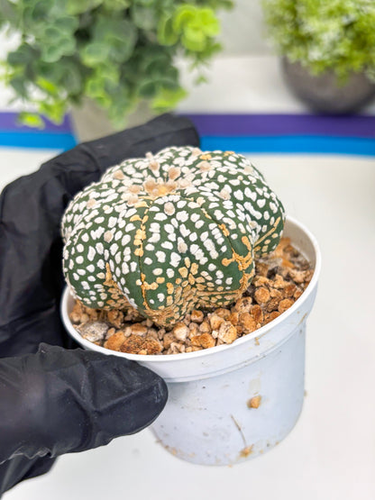 Astrophytum Star Shape (t3) (b5) | 3" Pot