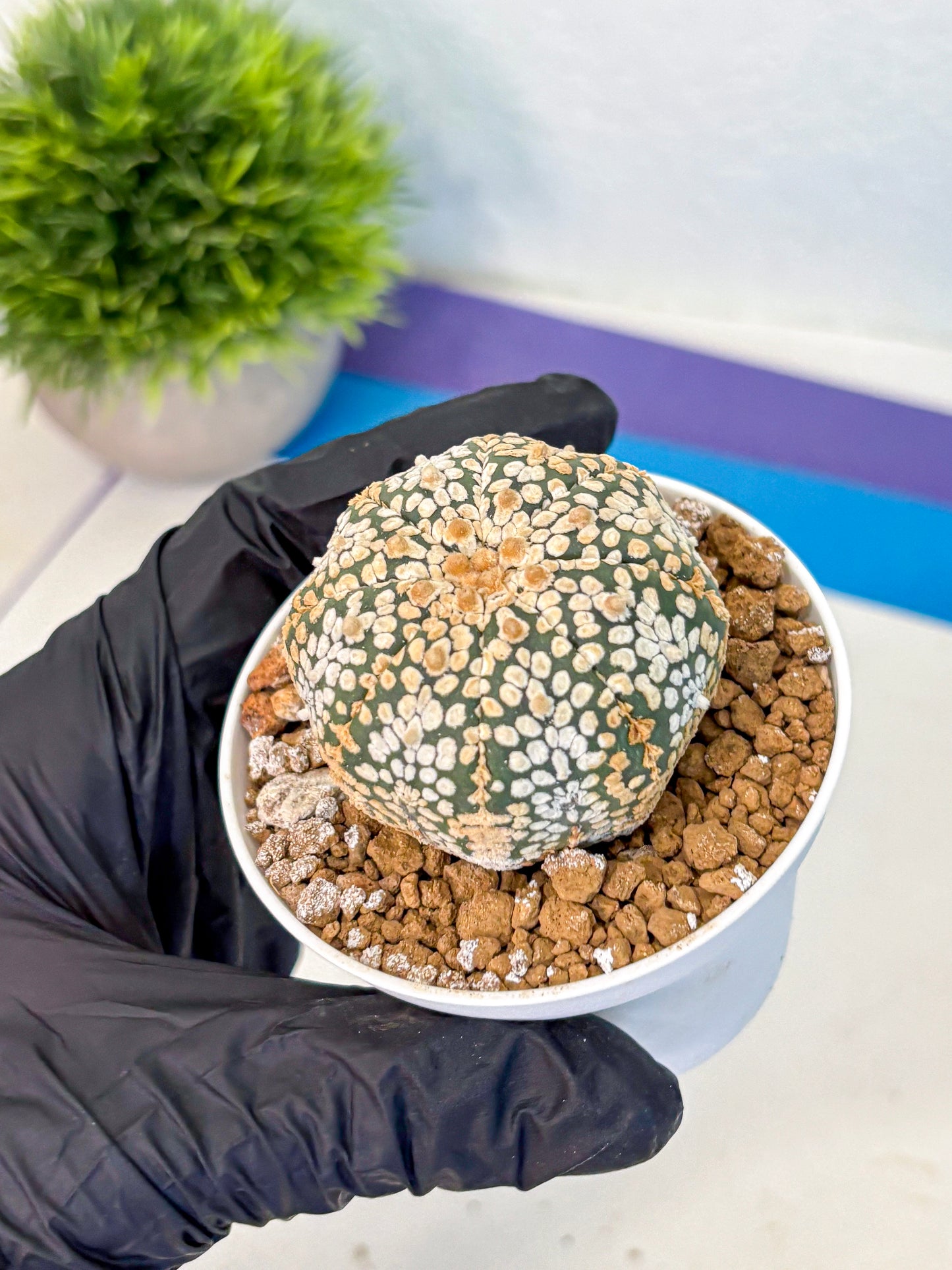 Astrophytum Super Kabuto (at1) (03) | Collection Plant | Rare Cactus