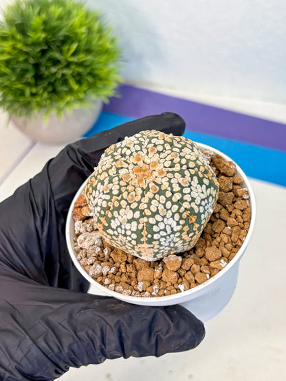 Astrophytum Super Kabuto (at1) (03) | Collection Plant | Rare Cactus