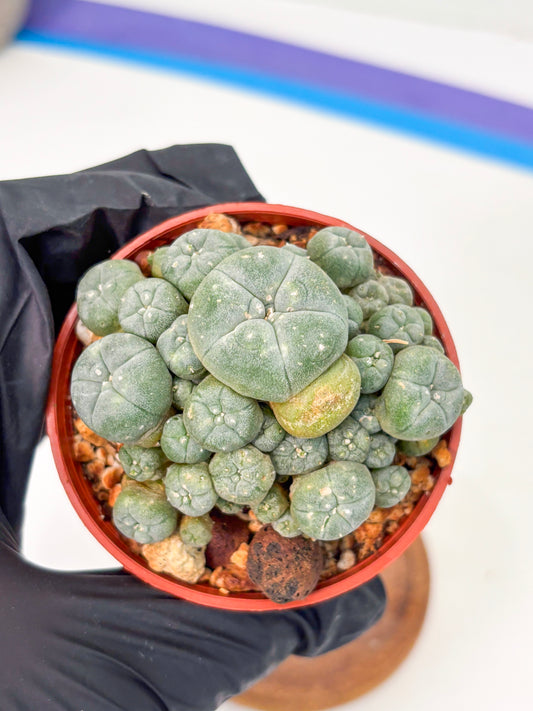 Spineless Cactus (Lo2) (r2) | For Advanced Growers