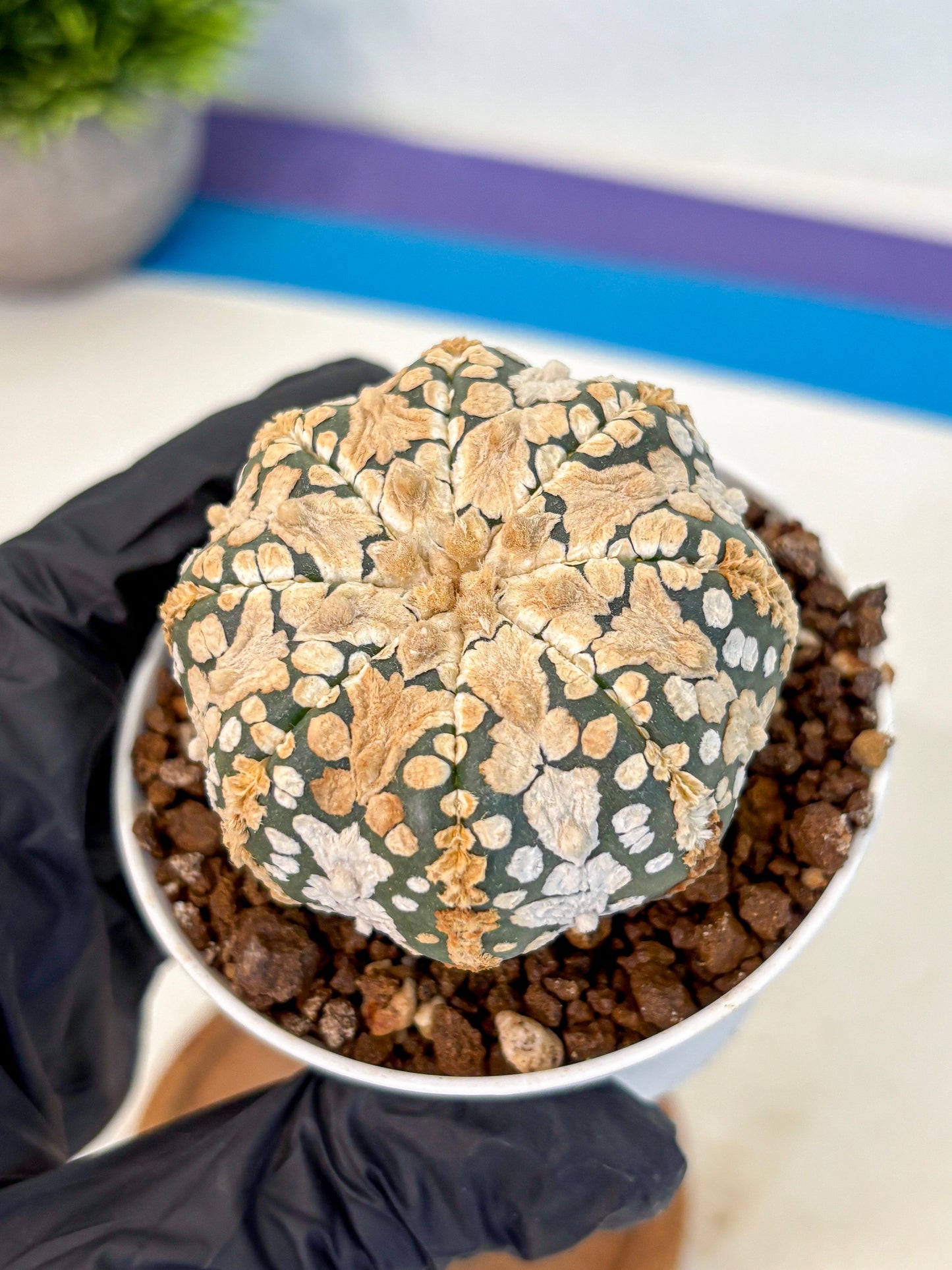 Astrophytum V Type (at4) (03) | Star Cactus