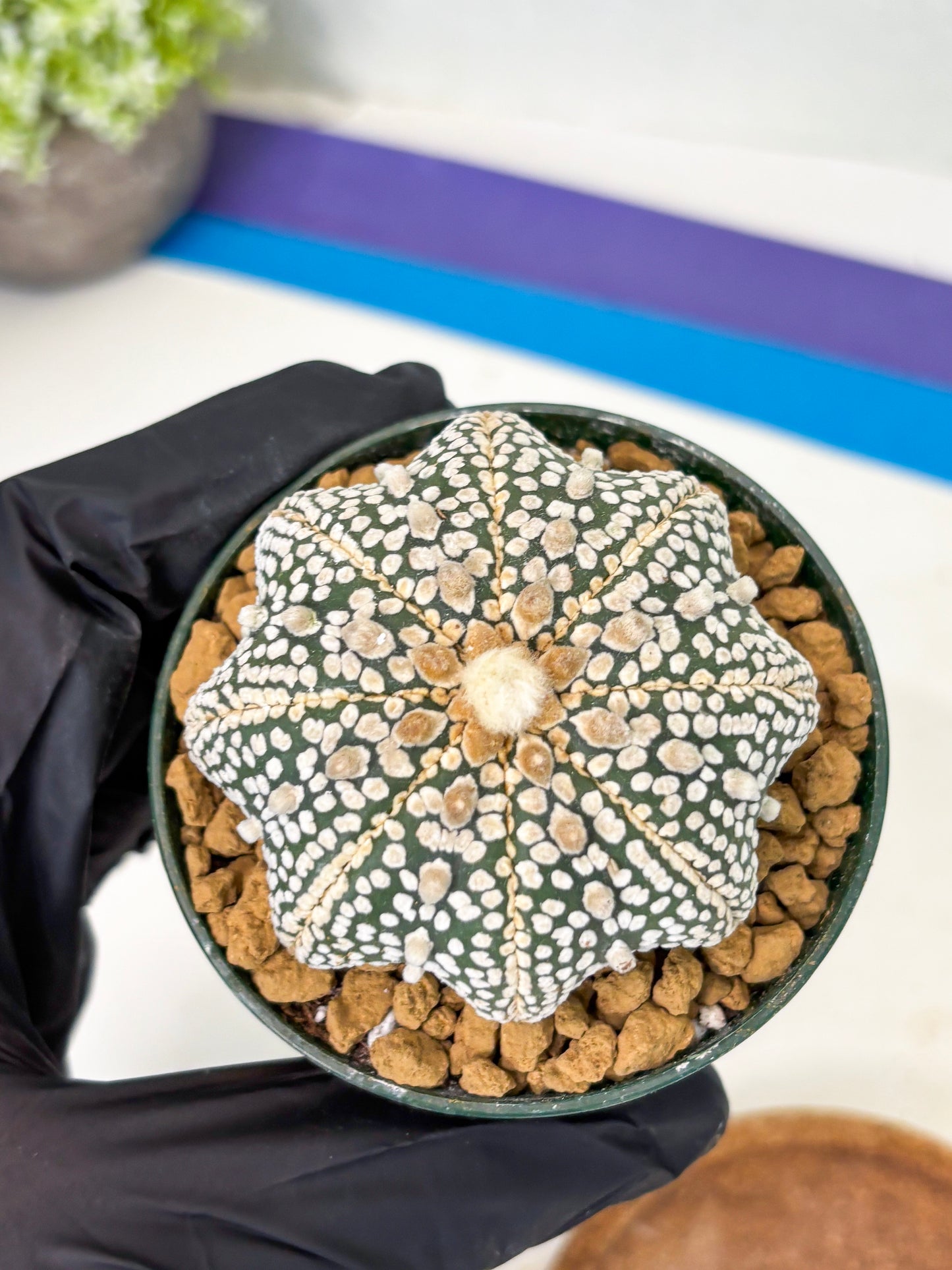 Astrophytum Star Shape (at2) (y1) | Rare Cactus