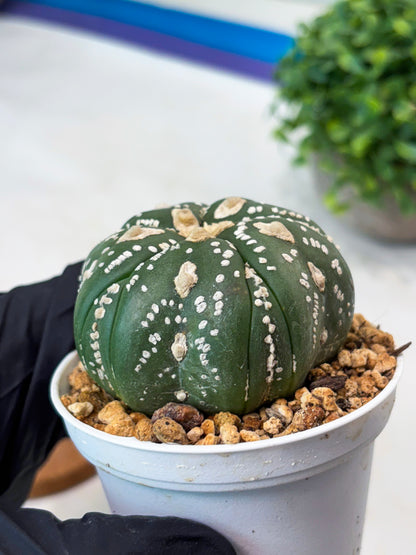 Astrophytum 5-Rib (t10) (b4) | Imported From Japan/korea