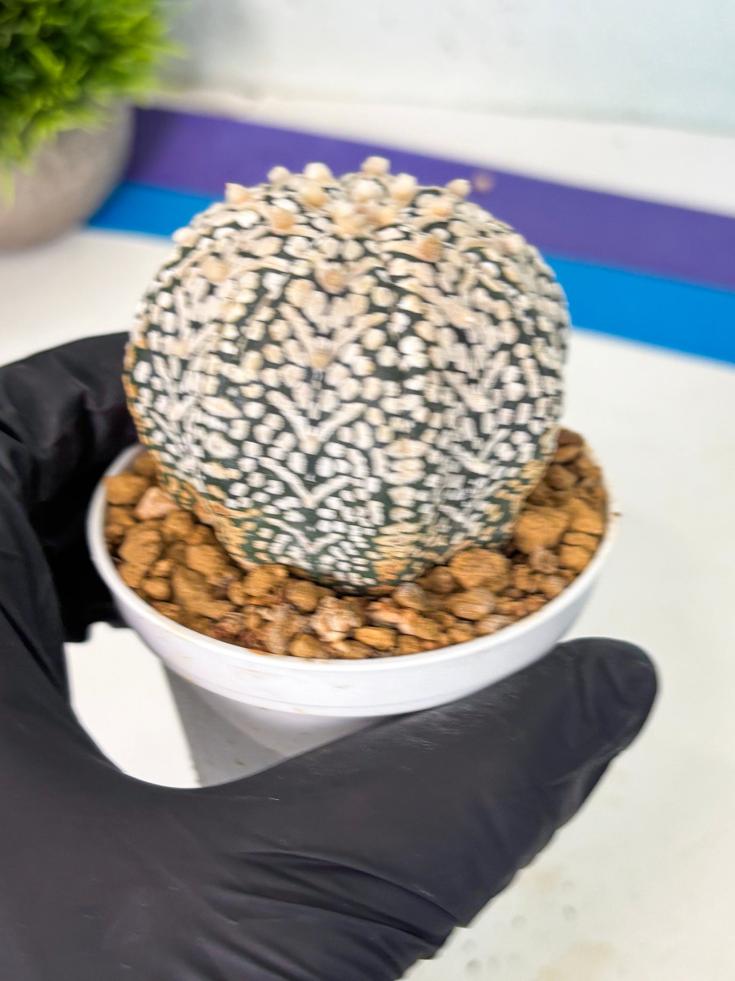 Astrophytum V-Type (at5) (b3) | Star Cactus