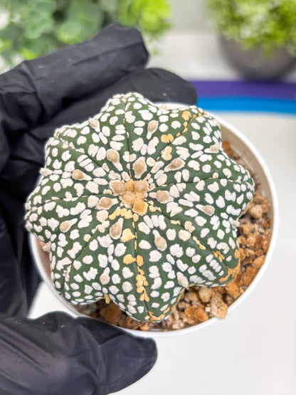 Astrophytum Star Shape (t3) (b5) | 3" Pot