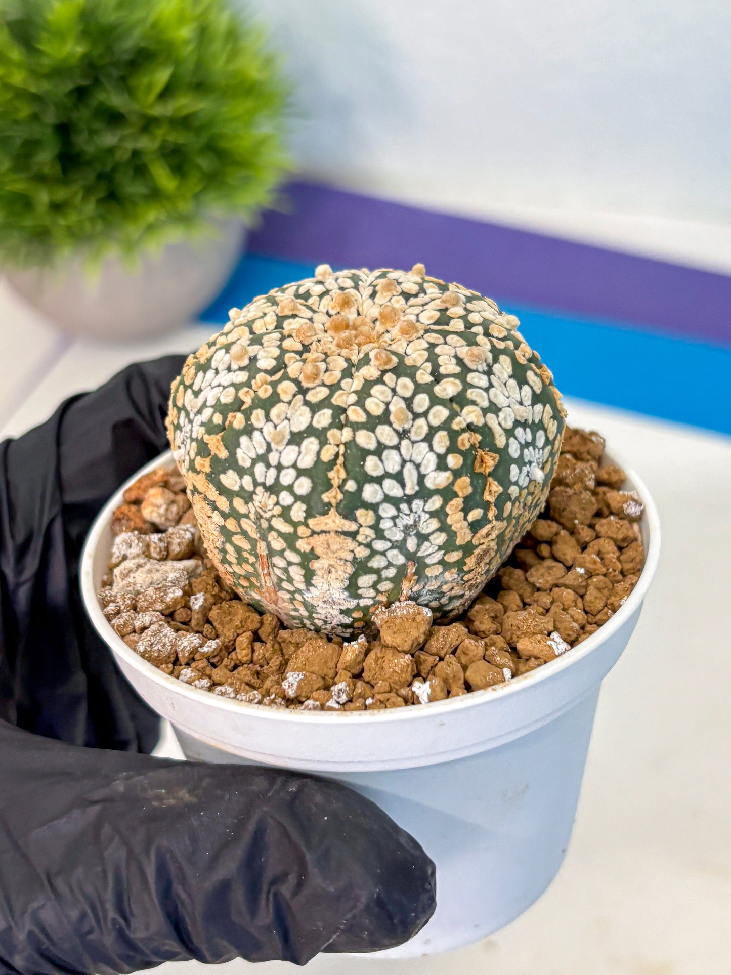 Astrophytum Super Kabuto (at1) (03) | Collection Plant | Rare Cactus