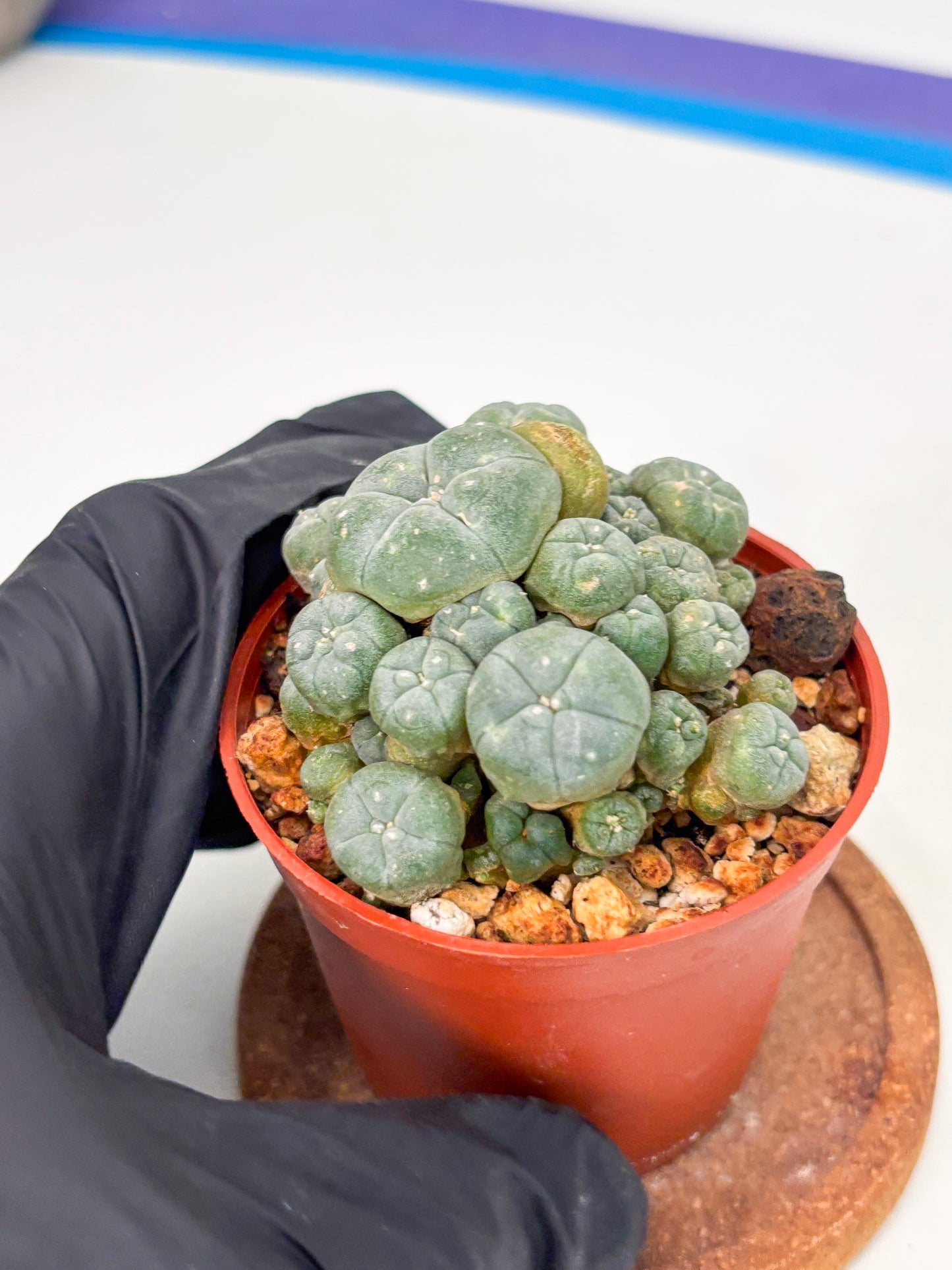 Spineless Cactus (Lo2) (r2) | For Advanced Growers
