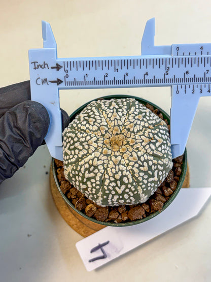 Astrophytum V Type (at4) (04) | Star Cactus
