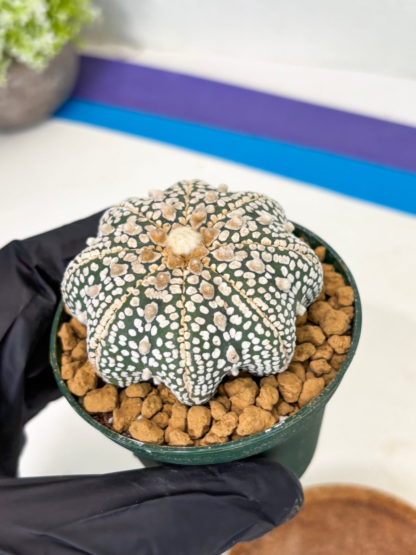 Astrophytum Star Shape (at2) (y1) | Rare Cactus