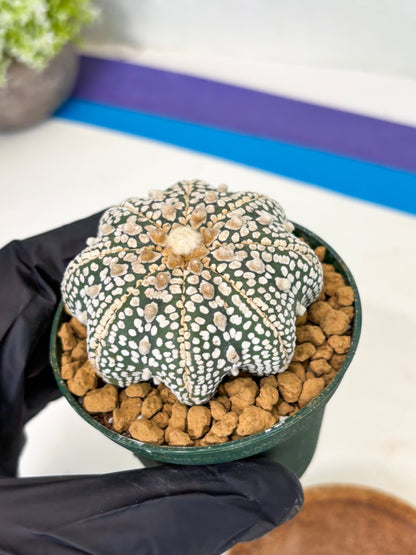 Astrophytum Star Shape (at2) (y1) | Rare Cactus
