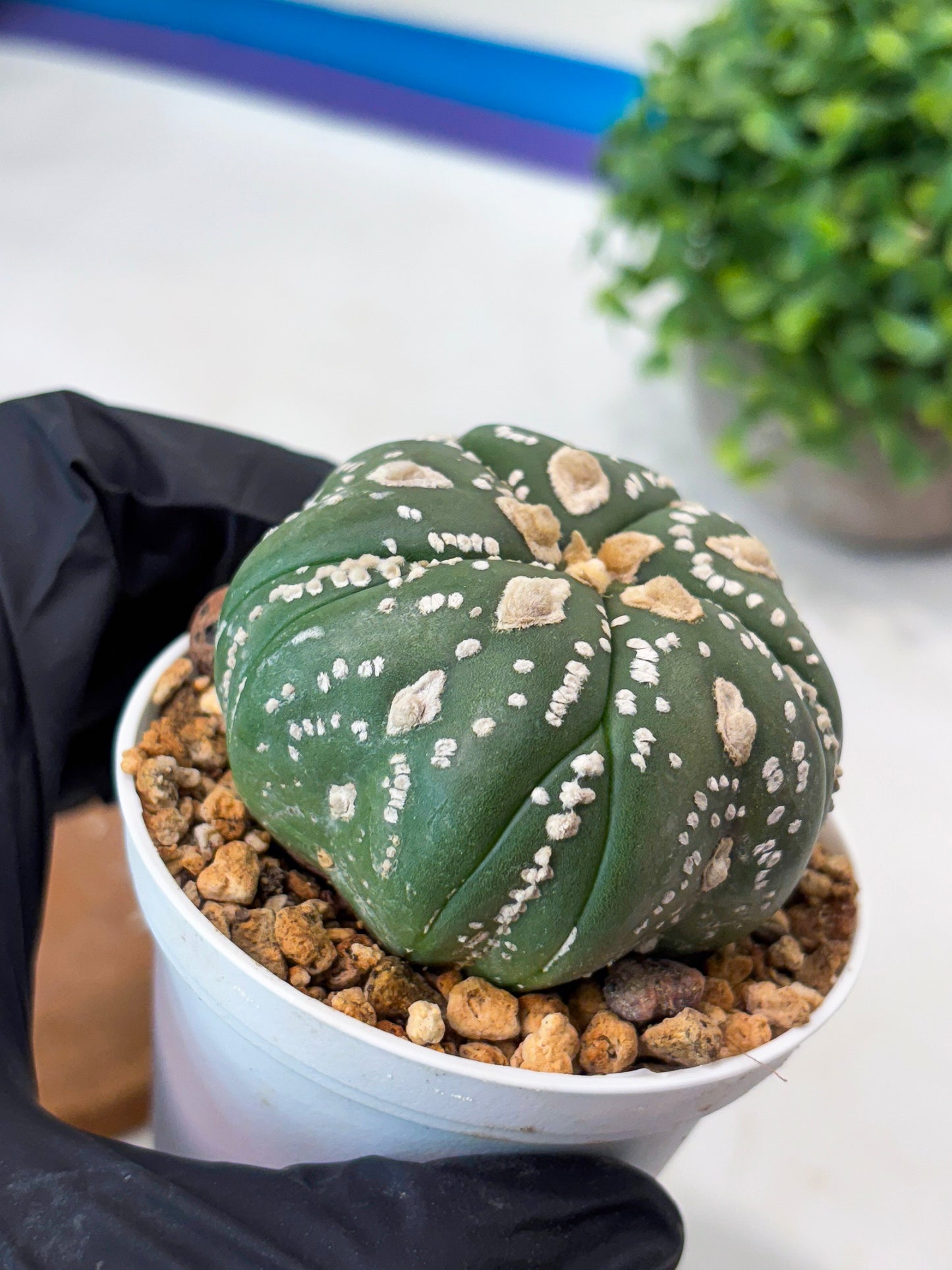 Astrophytum 5-Rib (t10) (b4) | Imported From Japan/korea