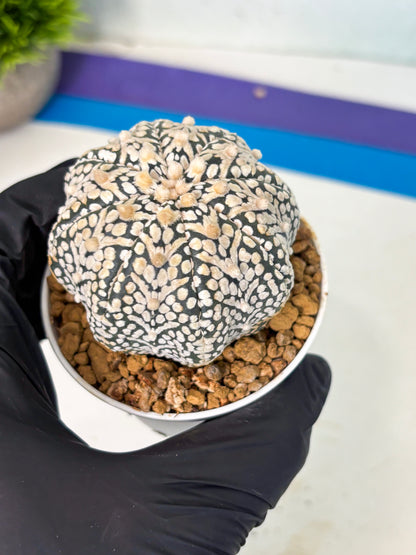Astrophytum V-Type (at5) (b3) | Star Cactus