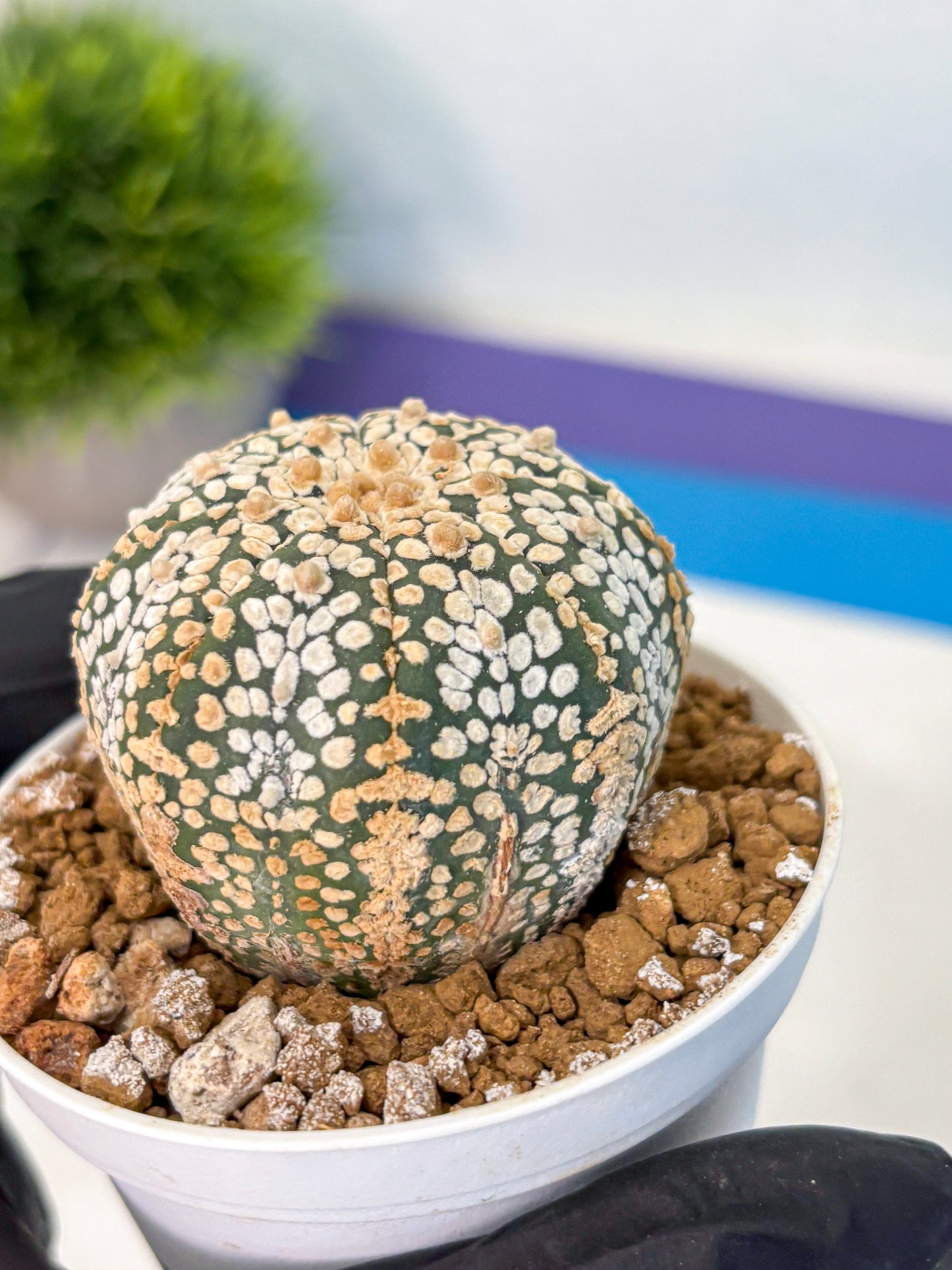 Astrophytum Super Kabuto (at1) (03) | Collection Plant | Rare Cactus
