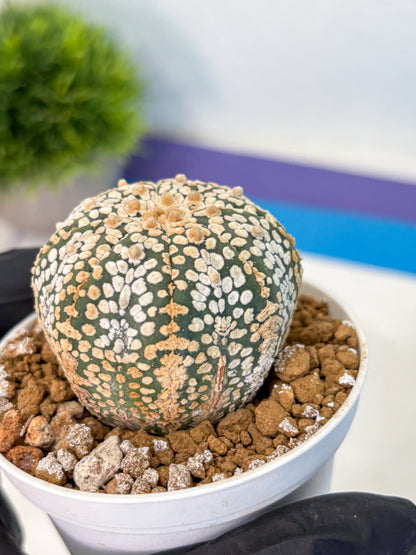 Astrophytum Super Kabuto (at1) (03) | Collection Plant | Rare Cactus